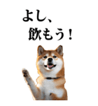 酒☆柴犬【BIG】（個別スタンプ：1）