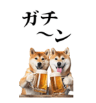 酒☆柴犬【BIG】（個別スタンプ：15）