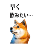 酒☆柴犬【BIG】（個別スタンプ：17）