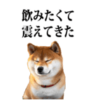 酒☆柴犬【BIG】（個別スタンプ：18）