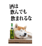 酒☆柴犬【BIG】（個別スタンプ：37）