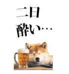 酒☆柴犬【BIG】（個別スタンプ：38）