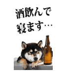 酒☆柴犬【BIG】（個別スタンプ：40）