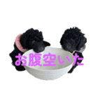 スタンダードプードル家族（個別スタンプ：5）