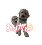 スタンダードプードル家族（個別スタンプ：9）