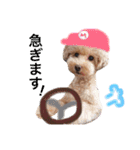 トイプードルのモコちゃん♡40スタンプ❗️（個別スタンプ：3）