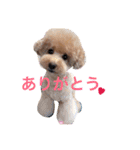 トイプードルのモコちゃん♡40スタンプ❗️（個別スタンプ：5）