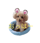 トイプードルのモコちゃん♡40スタンプ❗️（個別スタンプ：6）
