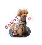 トイプードルのモコちゃん♡40スタンプ❗️（個別スタンプ：14）