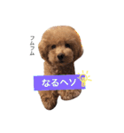 トイプードルのモコちゃん♡40スタンプ❗️（個別スタンプ：31）