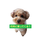 トイプードルのモコちゃん♡40スタンプ❗️（個別スタンプ：34）