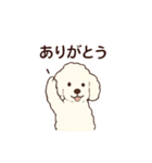 白いプードルちゃん（個別スタンプ：1）