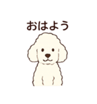 白いプードルちゃん（個別スタンプ：5）