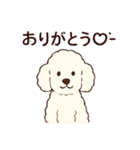 白いプードルちゃん（個別スタンプ：8）