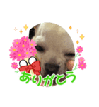 チワブルのホトちゃん⑤（個別スタンプ：2）