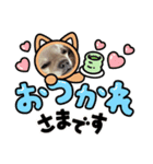 チワブルのホトちゃん⑤（個別スタンプ：3）