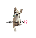 チワブルのホトちゃん⑤（個別スタンプ：4）