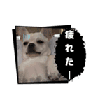 チワブルのホトちゃん⑤（個別スタンプ：6）