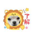 チワブルのホトちゃん⑤（個別スタンプ：8）