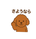 アプリコットプードルちゃん（個別スタンプ：9）