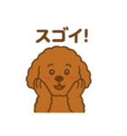 アプリコットプードルちゃん（個別スタンプ：13）