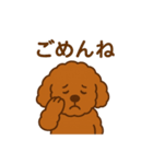 アプリコットプードルちゃん（個別スタンプ：16）