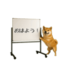 毎日使える☆動物便利ボードメッセージ（個別スタンプ：1）