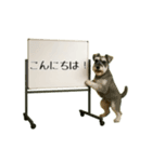 毎日使える☆動物便利ボードメッセージ（個別スタンプ：2）