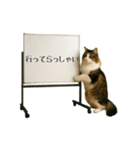 毎日使える☆動物便利ボードメッセージ（個別スタンプ：5）