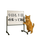 毎日使える☆動物便利ボードメッセージ（個別スタンプ：7）