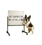 毎日使える☆動物便利ボードメッセージ（個別スタンプ：8）