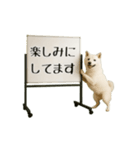 毎日使える☆動物便利ボードメッセージ（個別スタンプ：10）