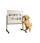 毎日使える☆動物便利ボードメッセージ（個別スタンプ：12）