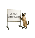 毎日使える☆動物便利ボードメッセージ（個別スタンプ：13）
