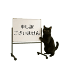 毎日使える☆動物便利ボードメッセージ（個別スタンプ：14）