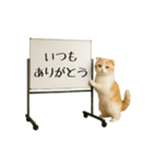 毎日使える☆動物便利ボードメッセージ（個別スタンプ：15）