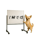 毎日使える☆動物便利ボードメッセージ（個別スタンプ：19）