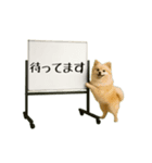 毎日使える☆動物便利ボードメッセージ（個別スタンプ：20）