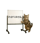 毎日使える☆動物便利ボードメッセージ（個別スタンプ：21）