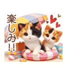 3D 夏によく使う言葉の三毛猫スタンプ（個別スタンプ：24）