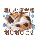 3D 夏によく使う言葉の三毛猫スタンプ（個別スタンプ：25）