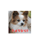 ララのありがとうスタンプ（写真版）（個別スタンプ：5）