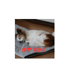 ララのありがとうスタンプ（写真版）（個別スタンプ：6）