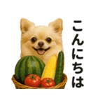 ずっと使える♡夏チワワ（個別スタンプ：1）