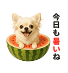 ずっと使える♡夏チワワ（個別スタンプ：11）