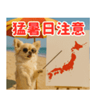 ずっと使える♡夏チワワ（個別スタンプ：17）