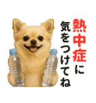 ずっと使える♡夏チワワ（個別スタンプ：18）