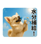 ずっと使える♡夏チワワ（個別スタンプ：19）