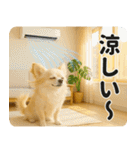 ずっと使える♡夏チワワ（個別スタンプ：20）
