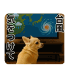 ずっと使える♡夏チワワ（個別スタンプ：26）